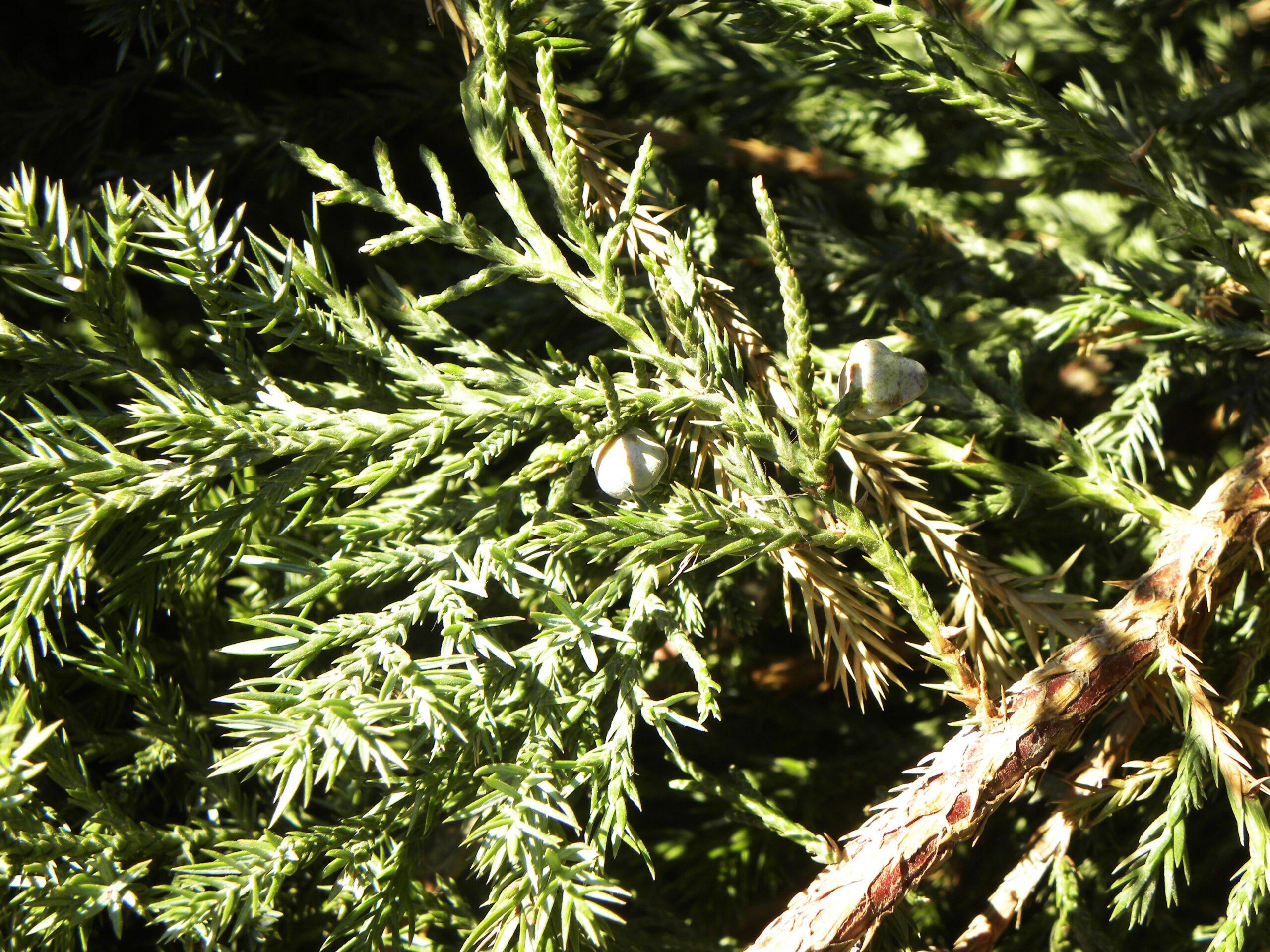 Juniperus chinensis ‘Mountbatten’ Purdue Arboretum Explorer