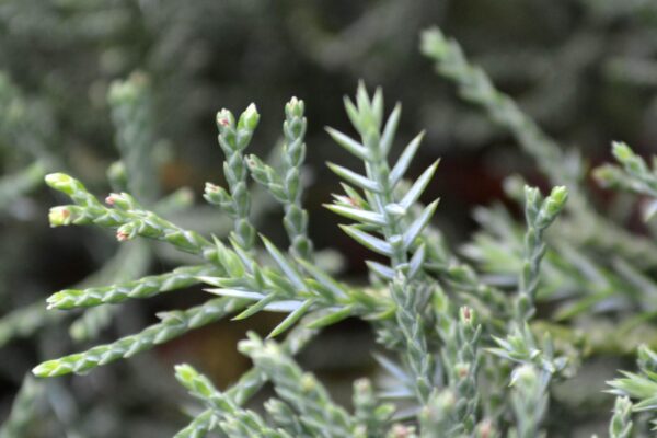 Juniperus × pfitzeriana ′Pfitzeriana′ - Young Awls