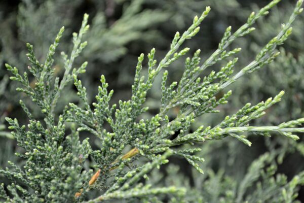 Juniperus × pfitzeriana ′Pfitzeriana′ - Foliage