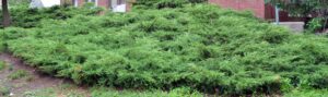 Juniperus × pfitzeriana ′Pfitzeriana′ - Overall Habit