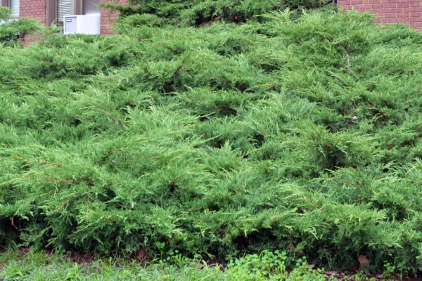 Juniperus × pfitzeriana ′Pfitzeriana′ - Overall Habit