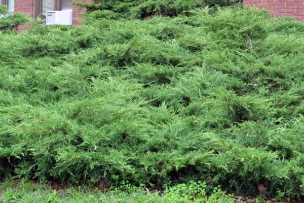 Juniperus &times; pfitzeriana &prime;Pfitzeriana&prime; - Overall Habit