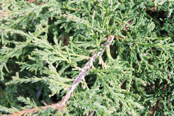 Juniperus × pfitzeriana ′Pfitzeriana Aurea′ - Foliage