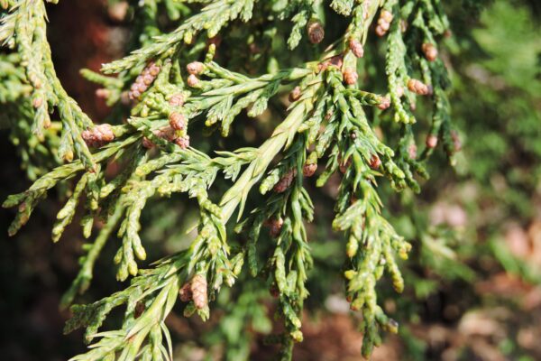 Juniperus × pfitzeriana ′Pfitzeriana Aurea′ - Fruit