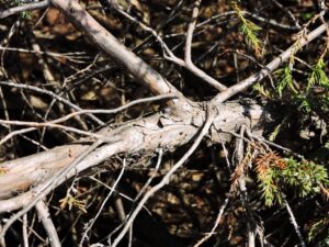 Juniperus × pfitzeriana ′Pfitzeriana Aurea′ - Bark