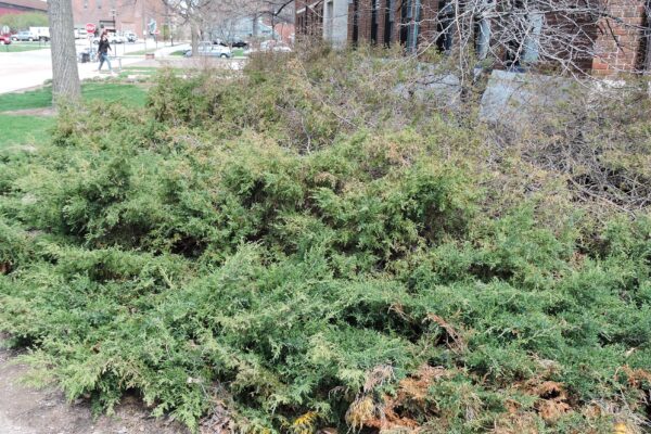 Juniperus × pfitzeriana ′Pfitzeriana Aurea′ - Habit