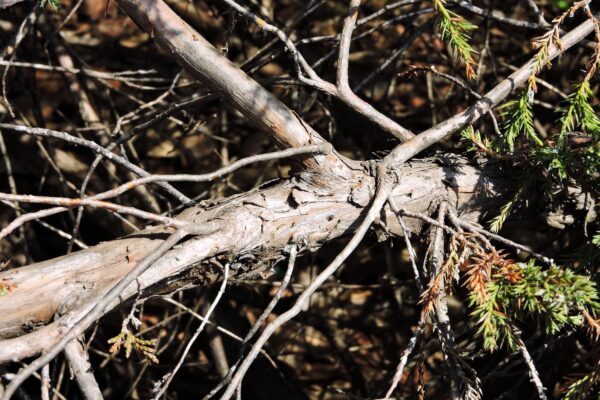 Juniperus × pfitzeriana ′Pfitzeriana Aurea′ - Bark