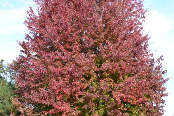 Acer × freemanii ′Jeffersred′ [sold as Autumn Blaze®] - Fall Color