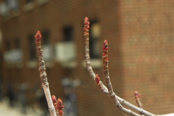 Acer × freemanii ′Jeffersred′ [sold as Autumn Blaze®] - Buds