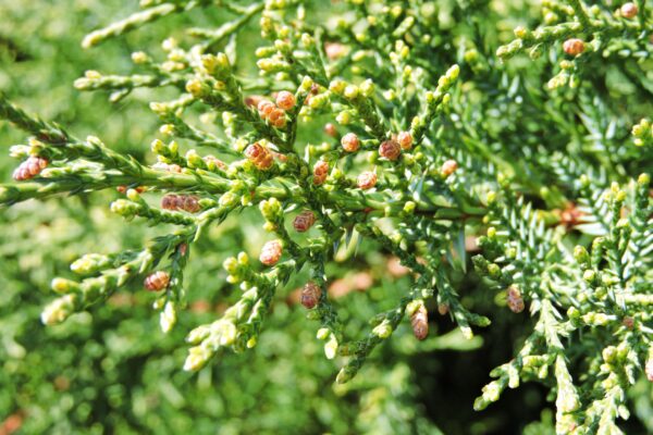 Juniperus × pfitzeriana ′Pfitzeriana Owens′ - Fruit