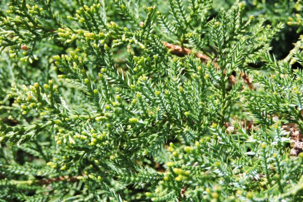 Juniperus × pfitzeriana ′Pfitzeriana Owens′ - Foliage