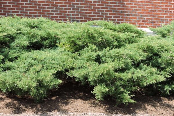 Juniperus × pfitzeriana ′Pfitzeriana Owens′ - Habit