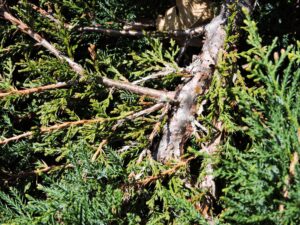Juniperus × pfitzeriana ′Pfitzeriana Owens′ - Bark