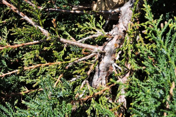 Juniperus × pfitzeriana ′Pfitzeriana Owens′ - Bark