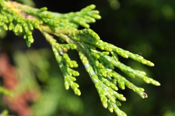 Juniperus horizontalis - Foliage