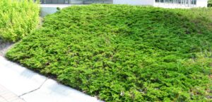 Juniperus horizontalis - Groundcover Habit