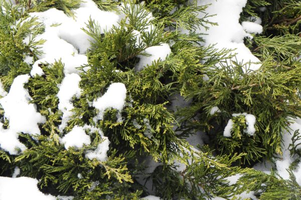 Juniperus horizontalis - Winter Foliage
