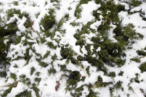 Juniperus horizontalis - Winter Habit