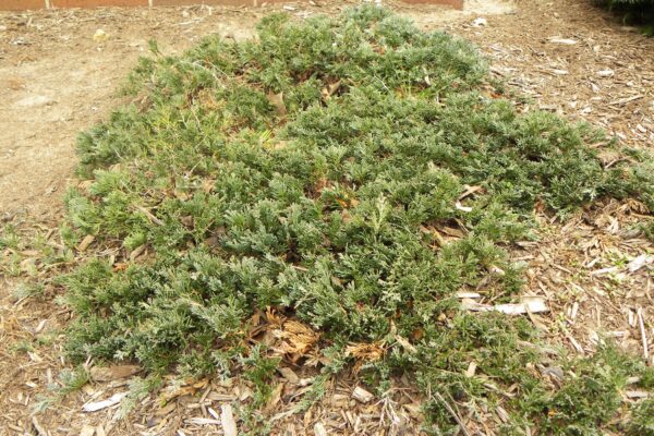 Juniperus horizontalis - Winter Habit