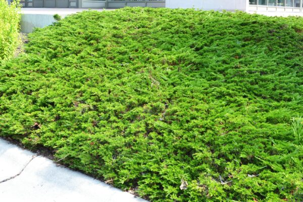Juniperus horizontalis - Groundcover Habit