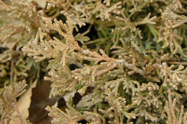 Juniperus horizontalis - Winter Foliage