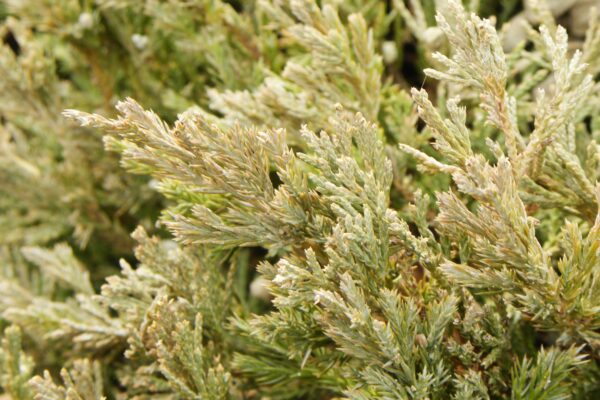 Juniperus horizontalis - Winter Foliage