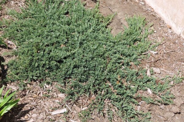 Juniperus horizontalis ′Wiltonii′ - Habit
