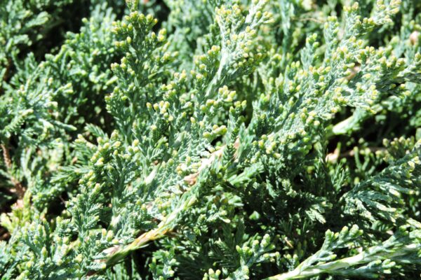 Juniperus horizontalis ′Wiltonii′ - New Growth