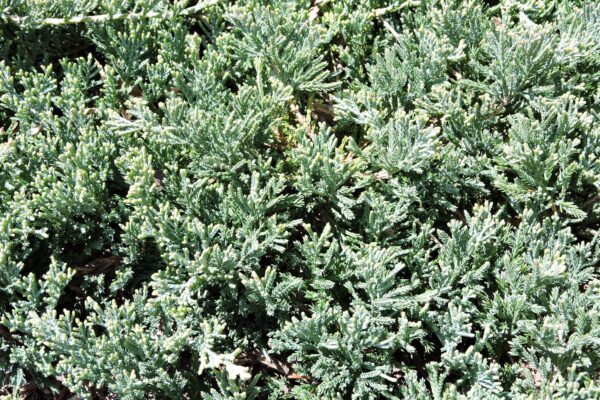 Juniperus horizontalis ′Wiltonii′ - Foliage