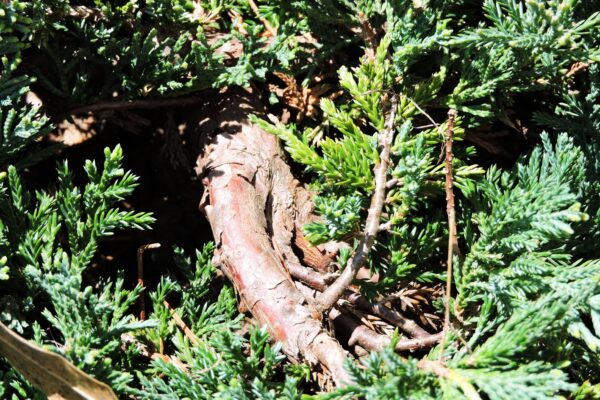 Juniperus horizontalis ′Wiltonii′ - Bark