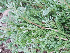 Juniperus horizontalis ′Plumosa′ - Foliage