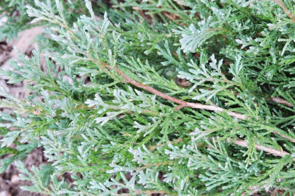 Juniperus horizontalis ′Plumosa′ - Foliage