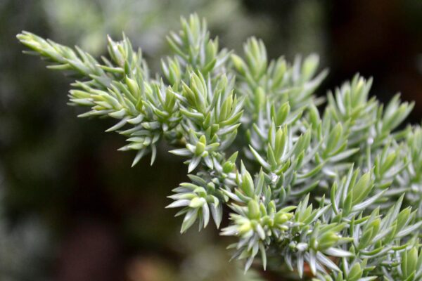 Juniperus procumbens - Awls