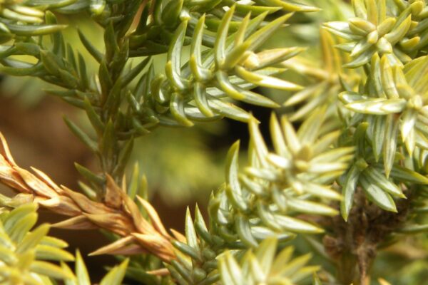 Juniperus procumbens - Foliage