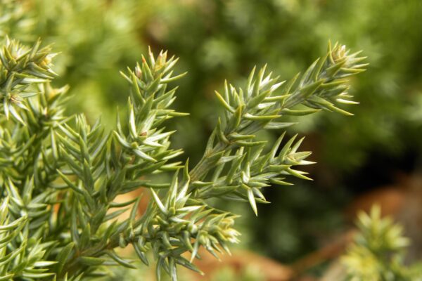 Juniperus procumbens - Foliage and Buds