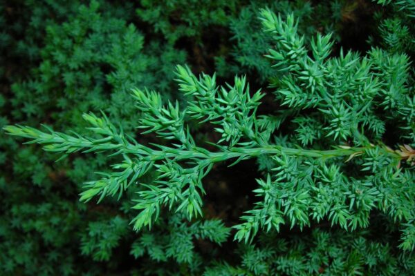 Juniperus procumbens - Foliage