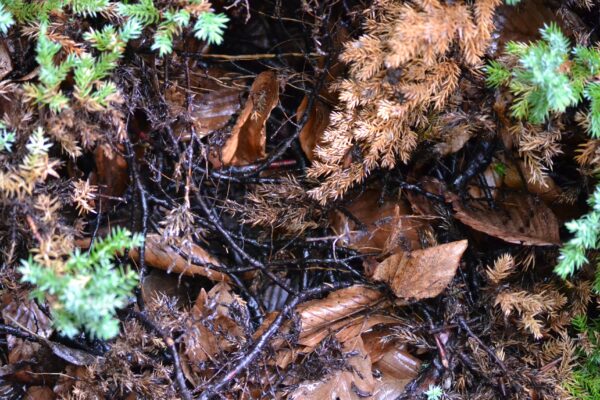 Juniperus procumbens - Bark