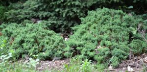Juniperus procumbens - Shrub Habit