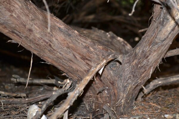 Juniperus procumbens - Bark