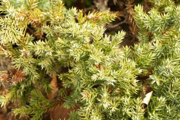 Juniperus procumbens - Winter Foliage