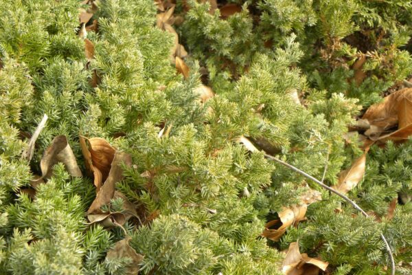 Juniperus procumbens - Winter Foliage