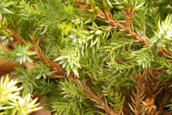 Juniperus procumbens - Stem and Foliage