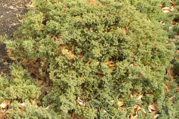 Juniperus procumbens - Winter Habit