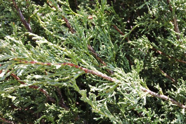 Juniperus scopulorum ′Skyrocket′ - Foliage