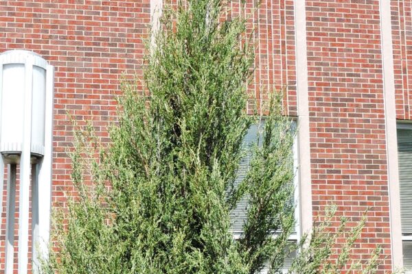 Juniperus scopulorum ′Skyrocket′ - Habit