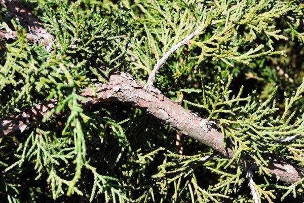 Juniperus scopulorum ′Welchii′ - Bark and Foliage