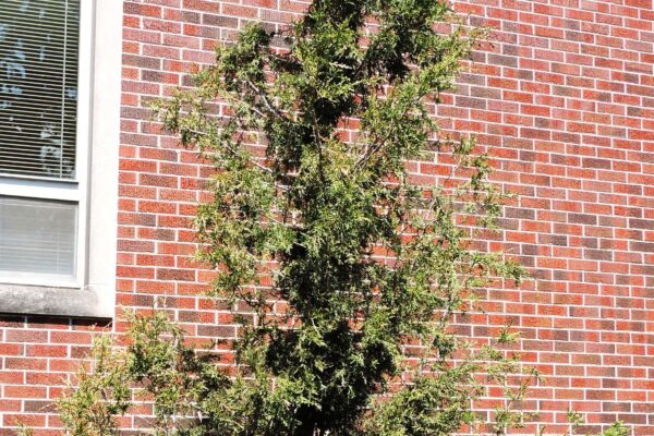 Juniperus scopulorum ′Welchii′ - Habit