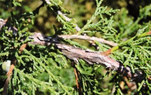 Juniperus scopulorum ′Welchii′ - Bark and Folliage