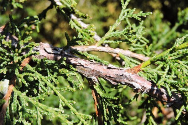 Juniperus scopulorum &prime;Welchii&prime; - Bark and Foliage