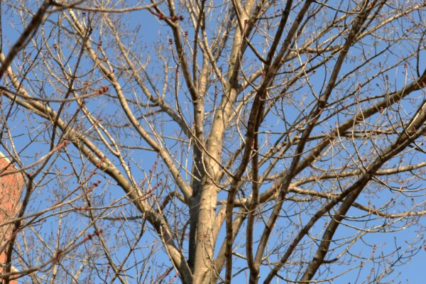 Acer rubrum ′Autumn Flame′ - Winter Canopy